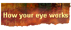 How your eye works